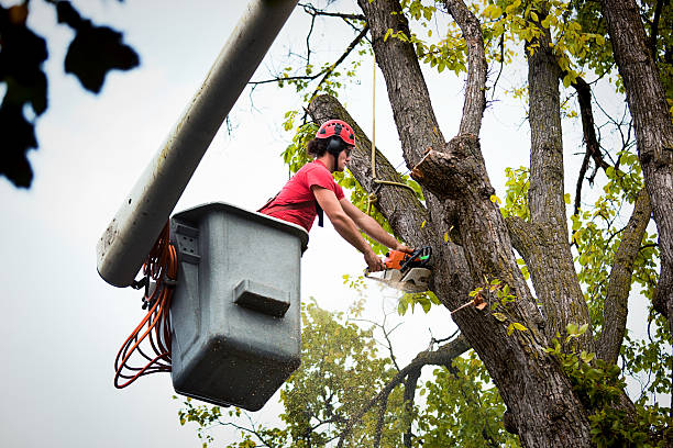 Tree Removal for Businesses in Charleroi, PA